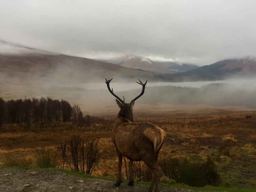 Poem of the Month: The Deer’s Cry