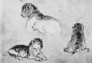 Nettleship Lion Studies 