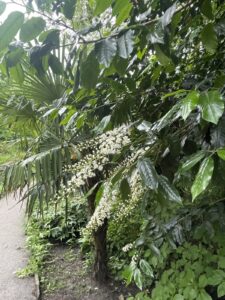 leafy path