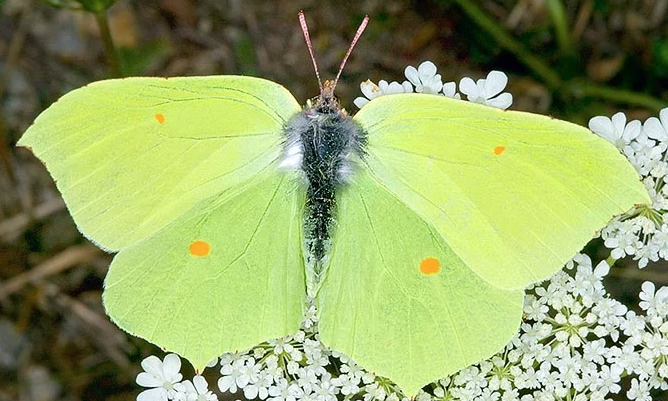 Poem: The Need Fire. Brimstone butterfly pic