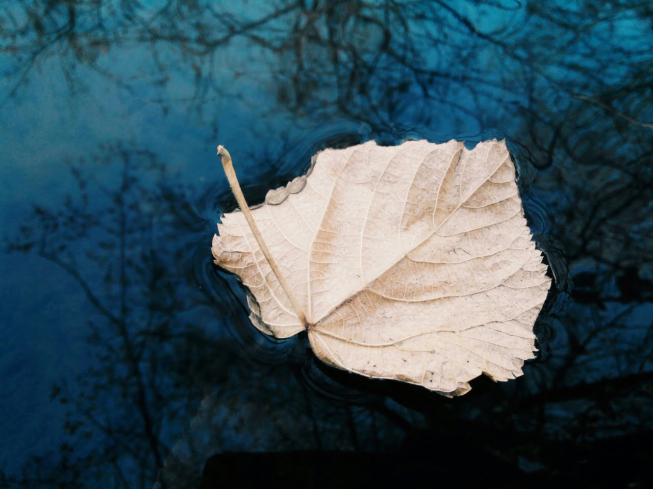 love poetry: leaves